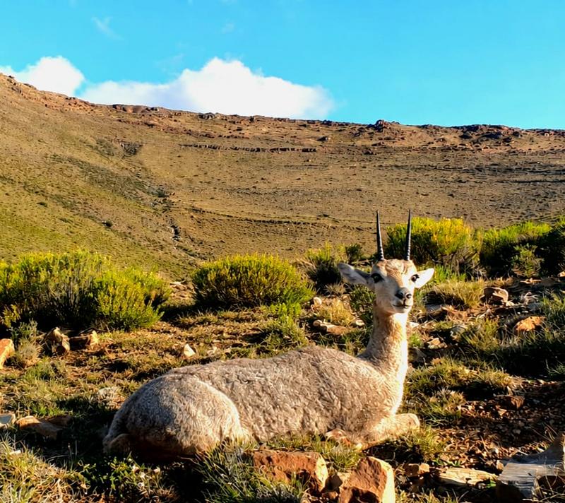 0 Bedroom Property for Sale in Murraysburg Western Cape